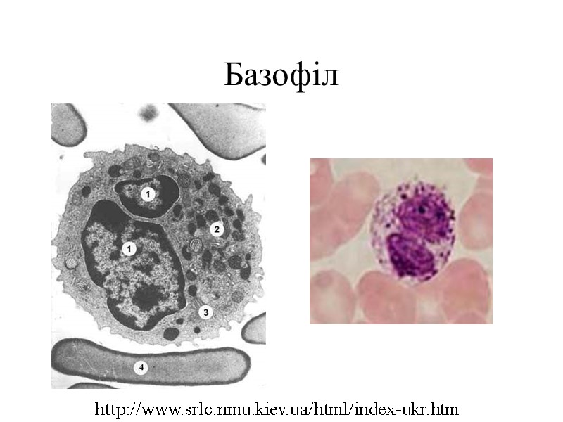 Базофіл http://www.srlc.nmu.kiev.ua/html/index-ukr.htm